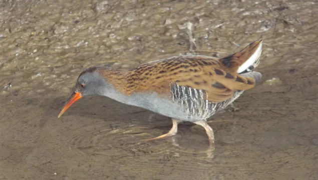 Water Rail