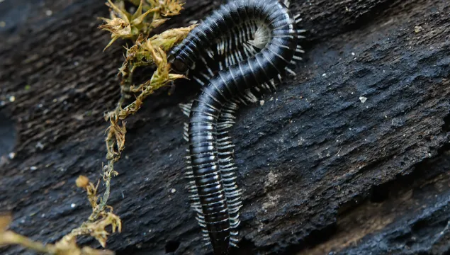 White-legged Snake Millipede