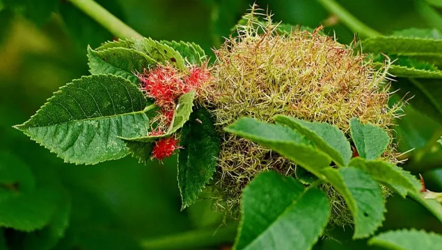 Robin's Pincushion