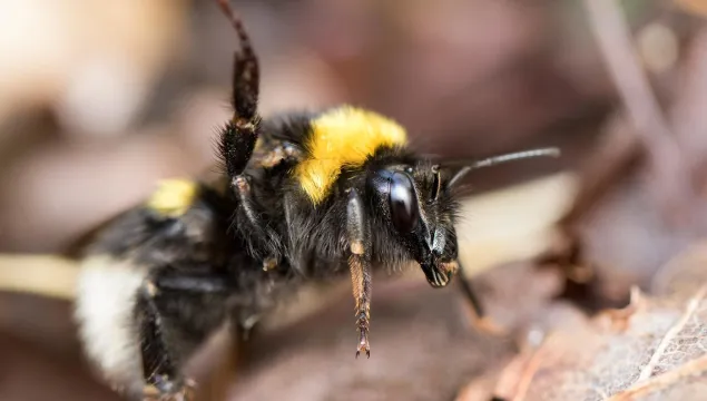 Garden Bumblebee