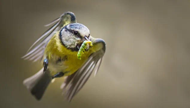 blue tit