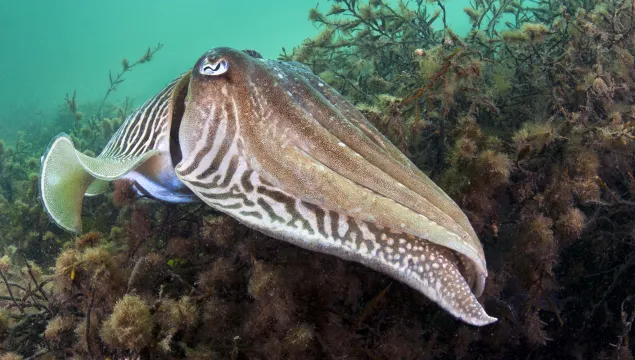 Common Cuttlefish