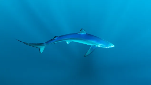 Blue shark