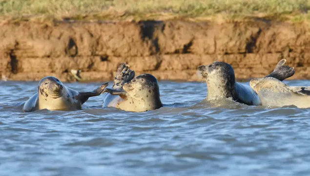 A group of common seals together in the sea.