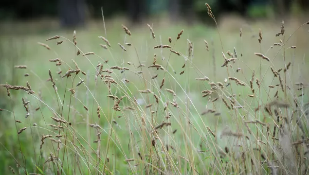 Grasses flowing in the wind