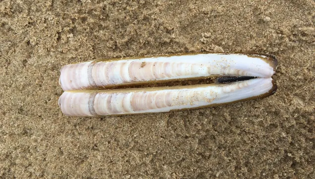 Razor shell