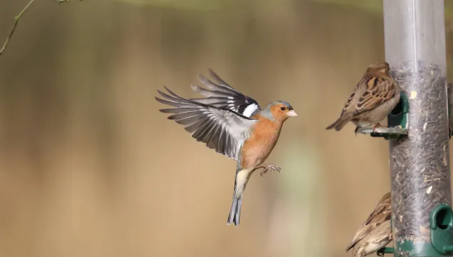Male chaffinch in flight - Image via www.vinehousefarm.co.uk