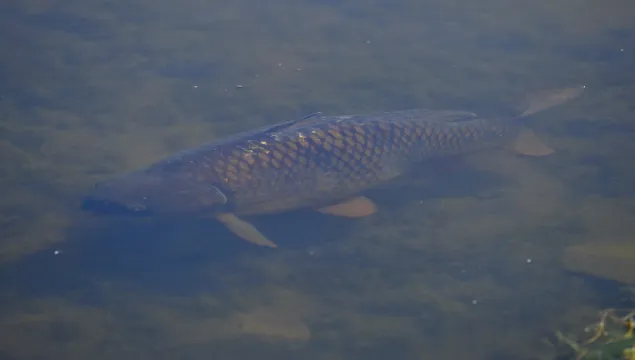 Common carp