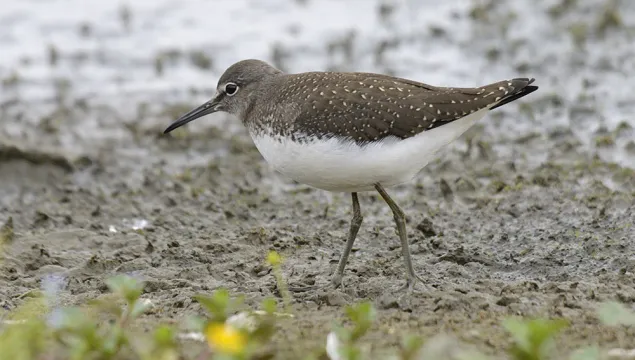 Green sandpiper