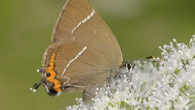 White-letter hairstreak butterfly