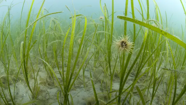 Common eelgrass