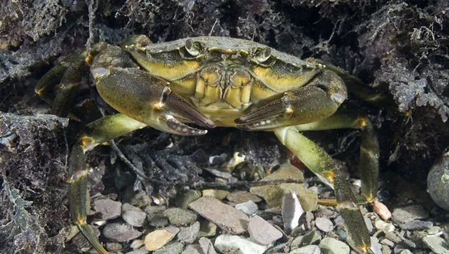 Shore crab