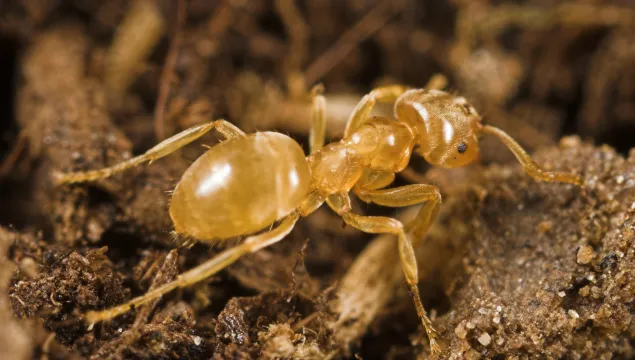 Yellow meadow ant