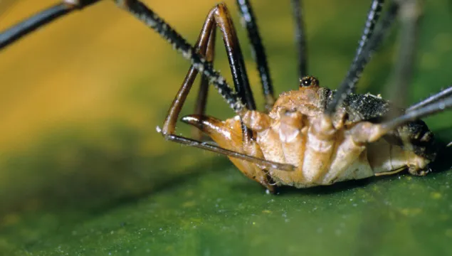 Harvestman (Phalangium opilio) male