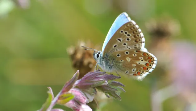 Adonis blue butterfly, photo by Grant Hazlehurst