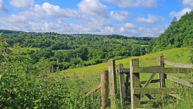 Queendown Warren, photo by Selwyn Dennis