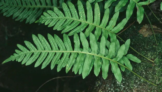 Common polypody