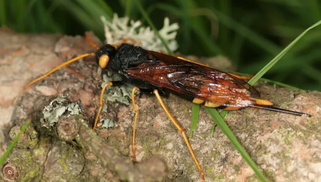 Giant horntail