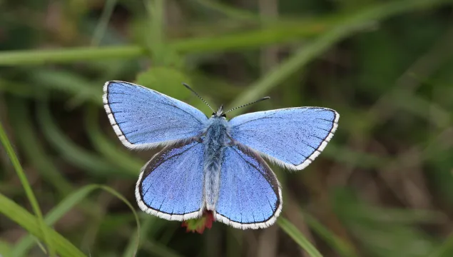 Adonis blue butterfly with wings spread wide in grassland