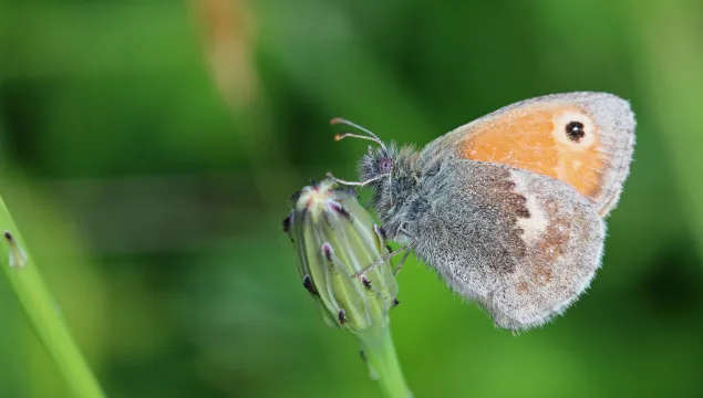 Small heath