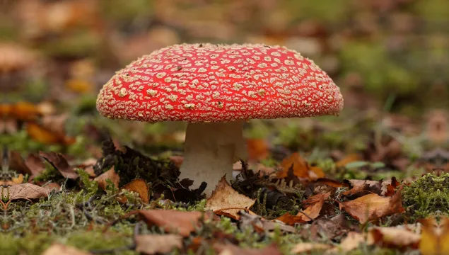 A fly agaric mushroom with distinctive white spots on a red cap.
