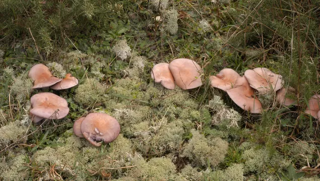 Wood blewit