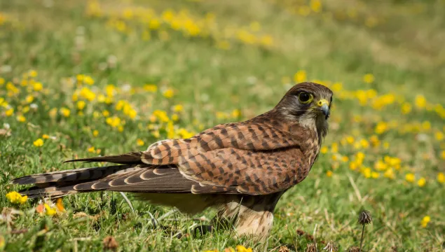 Kestrel on grassland