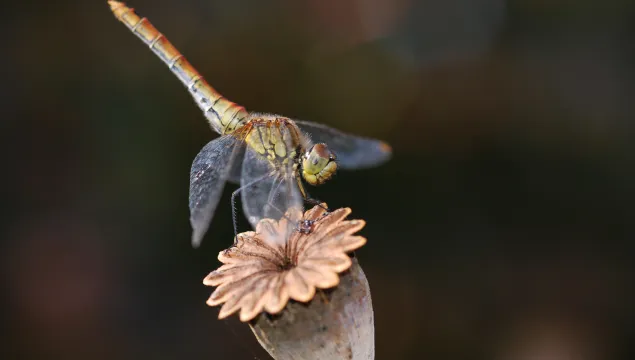 Dragonfly