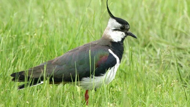 Lapwing