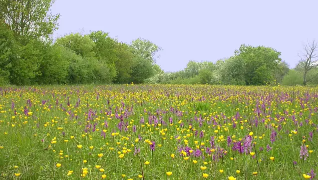 Green winged orchids at Marden Meadow