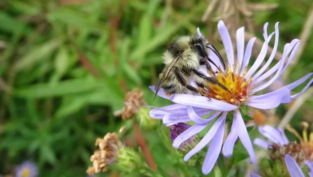 Shrill carder bee, photo by Rosie Earwaker