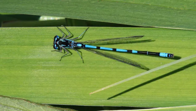 Variable damselfly