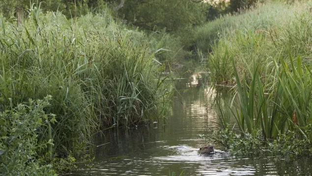 beaver, ham fen