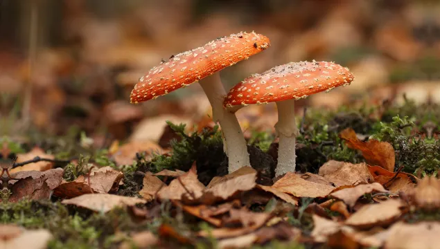 Fly Agaric Fungi 04 Greg Hitchcock