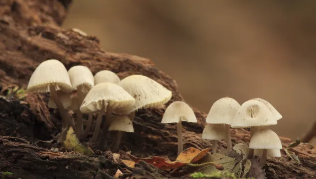 bonnet mushrooms on a log