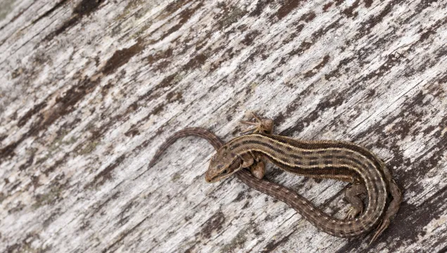 common lizard basking on a bit of wood