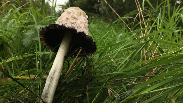 Shaggy Inkcap