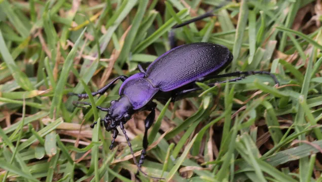 Violet ground beetle