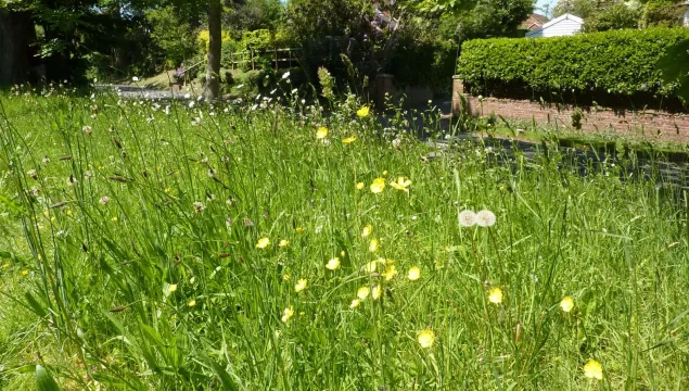 Wildflowers