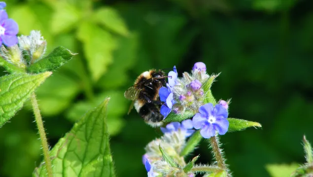 Heath bumblebee