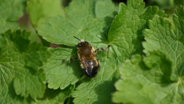 Hairy-footed flower bee (male)