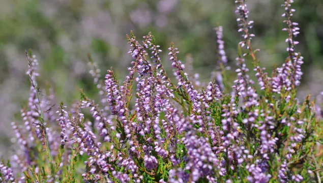 Heather at Hothfield Heathlands