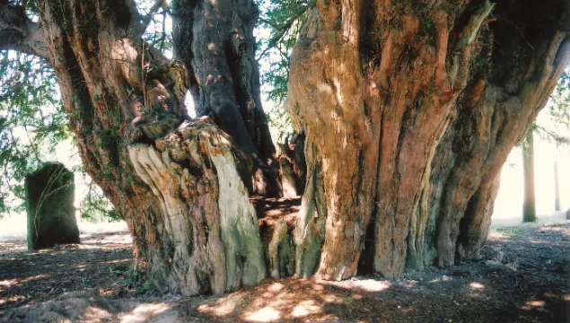 Ancient yew (Steve Young)