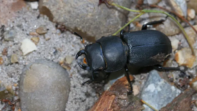Lesser stag beetle