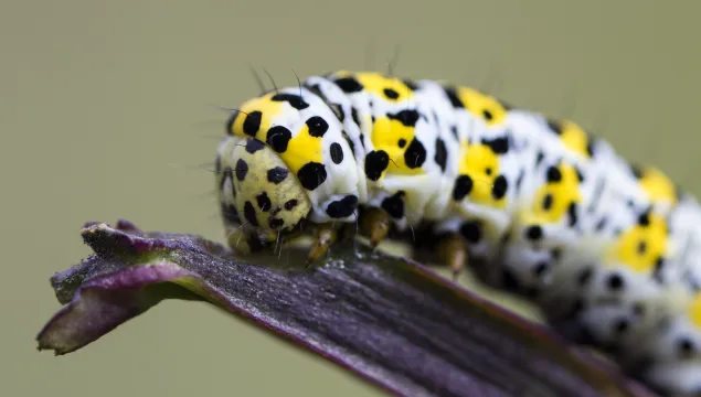 Mullein moth caterpillar