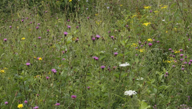 Chalk Grassland