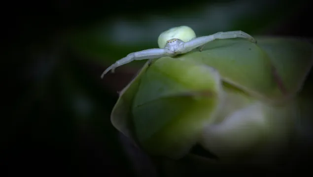 crab spider in close up sat on a piece of plant vegetation. You can see the hairs on its legs and mandibles