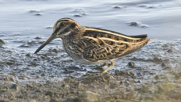 Jack snipe