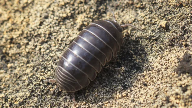 Pill woodlouse