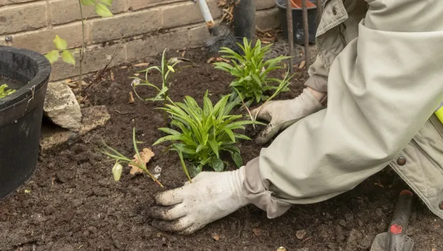 gardening 